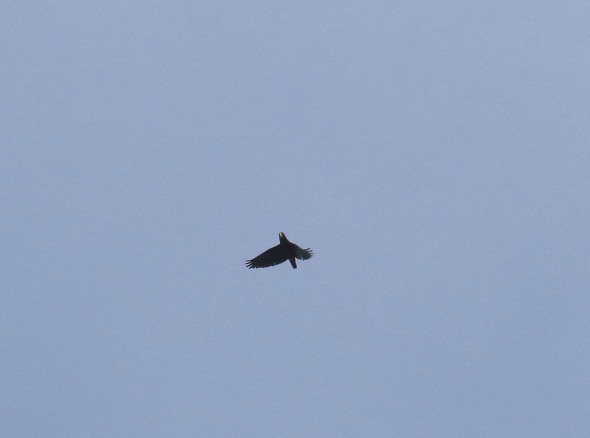 Bronze-winged Parrot - ML638242581