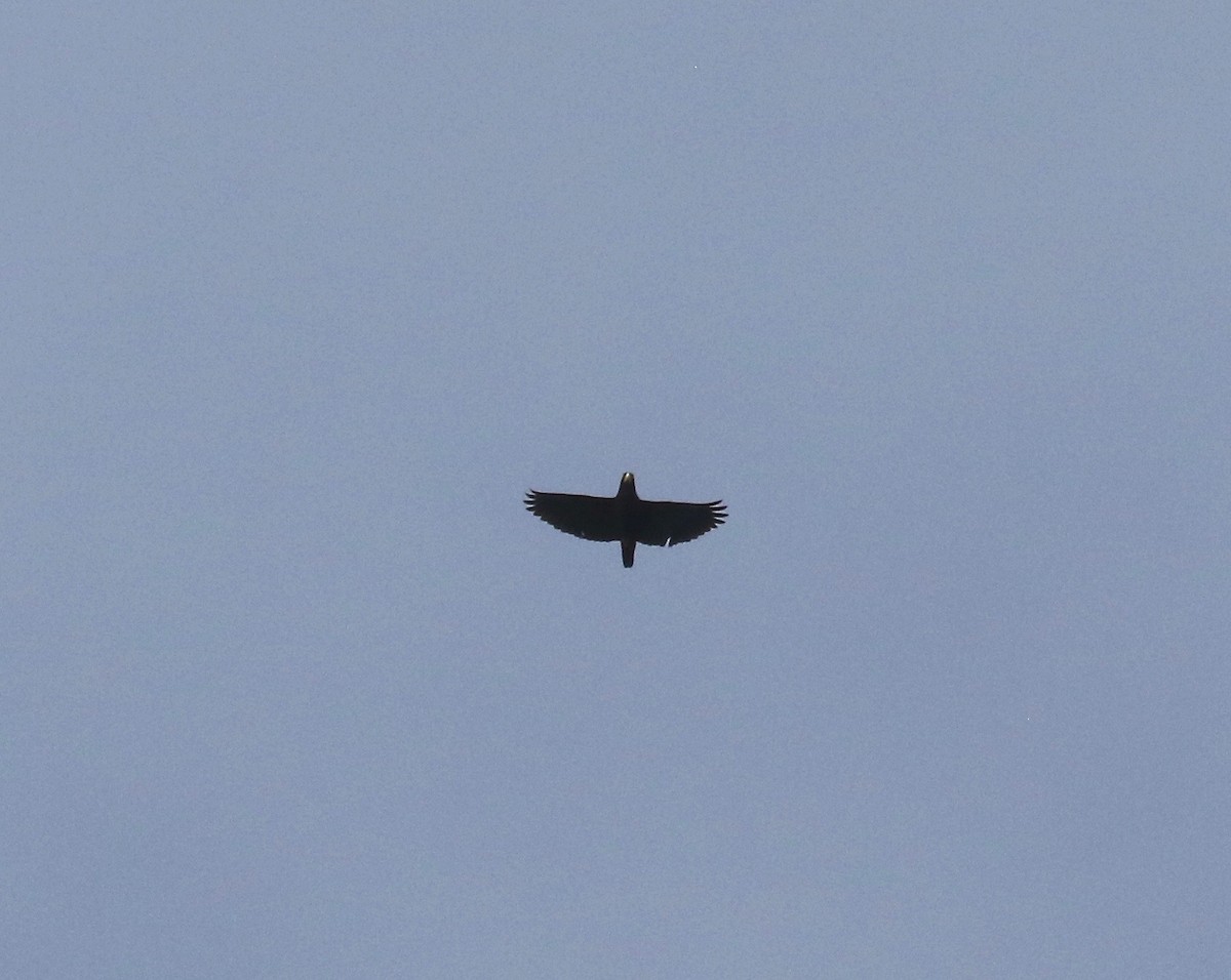 Bronze-winged Parrot - ML638242582