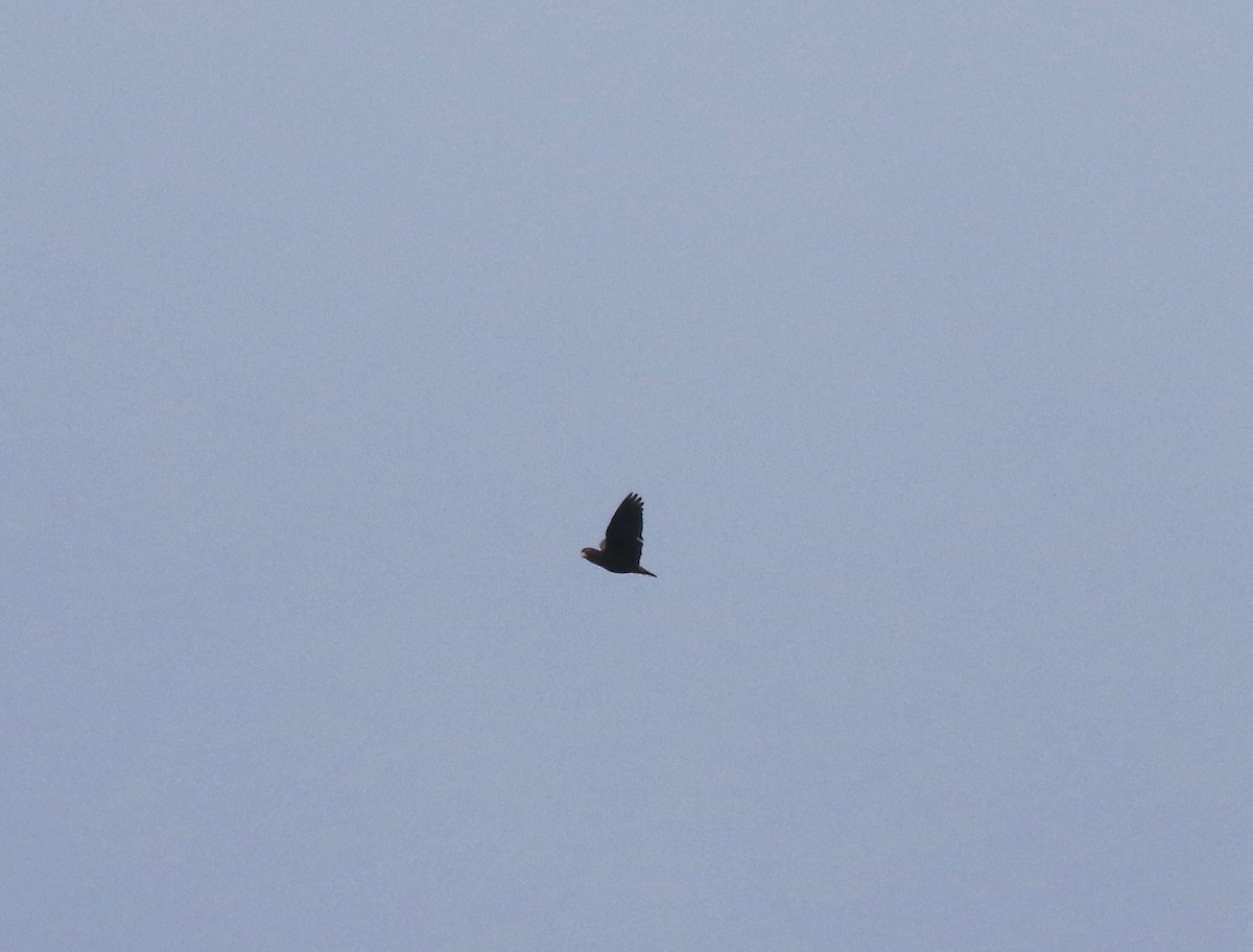 Bronze-winged Parrot - ML638242583