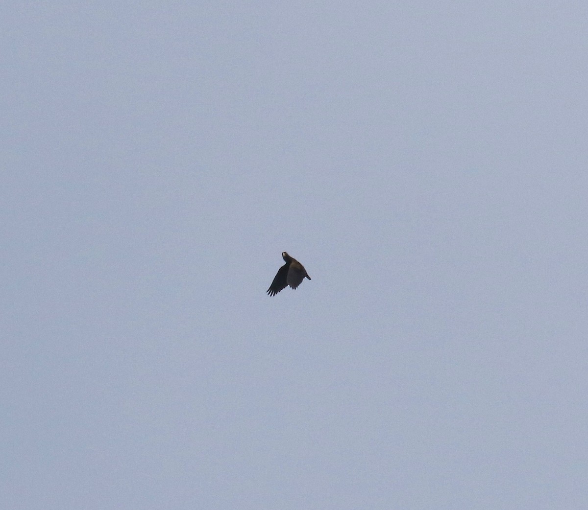 Bronze-winged Parrot - ML638242584