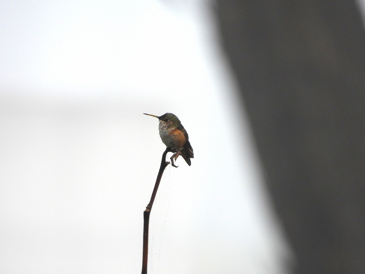 Allen's Hummingbird - ML638242602