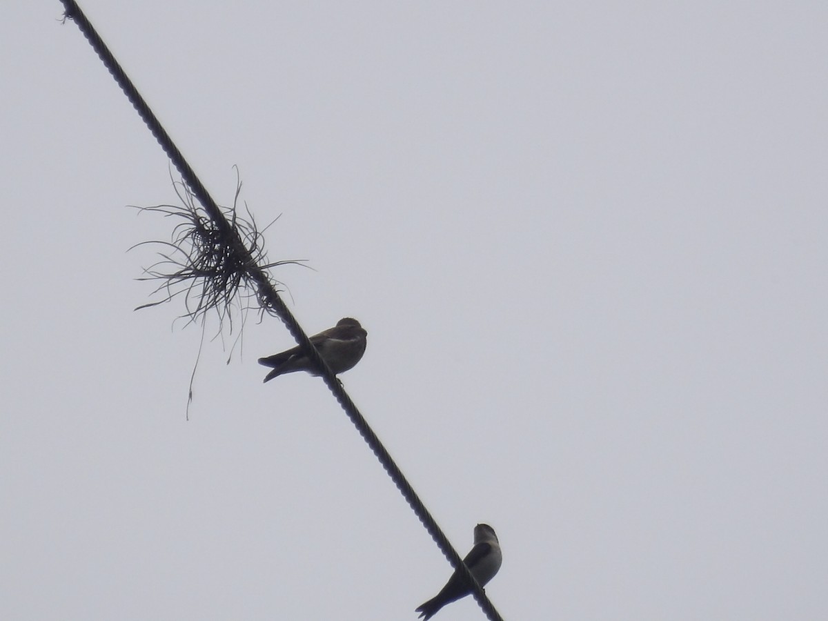 Southern Rough-winged Swallow - ML638242613
