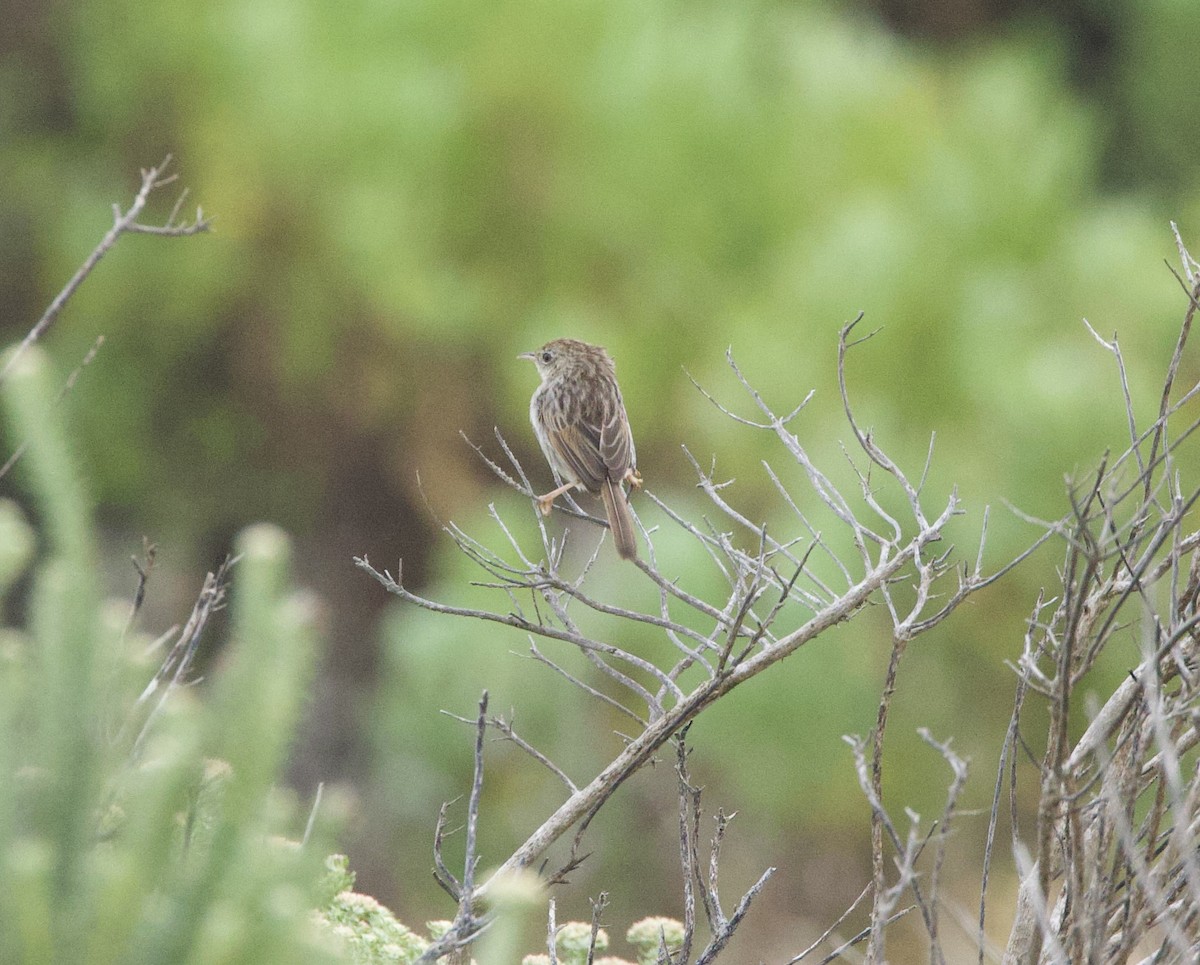 Gray-backed Cisticola - ML638242650