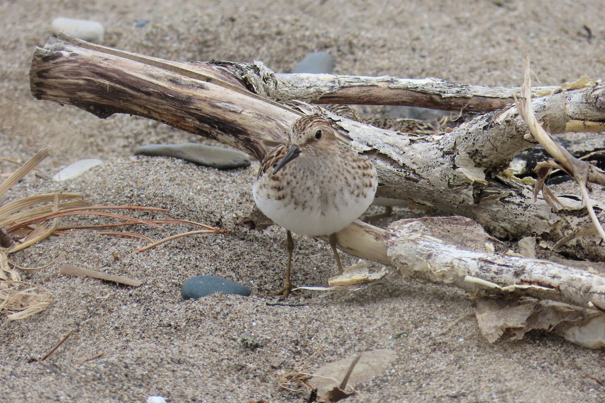 Least Sandpiper - ML638242660