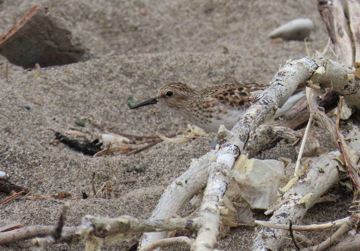 Least Sandpiper - ML638242661