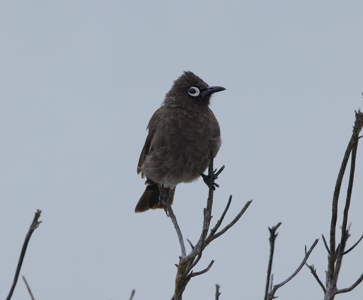 Cape Bulbul - ML638242665
