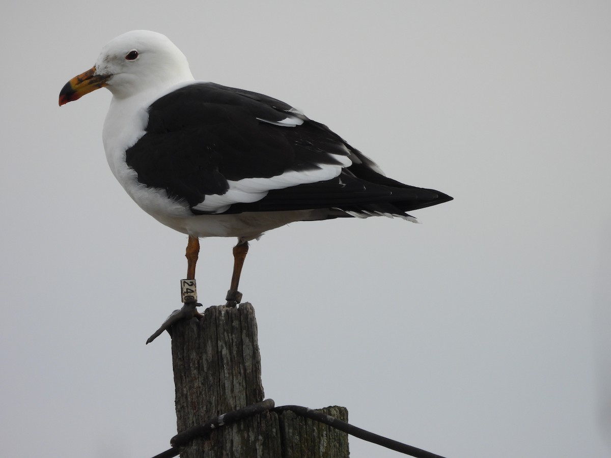 Olrog's Gull - ML638242685