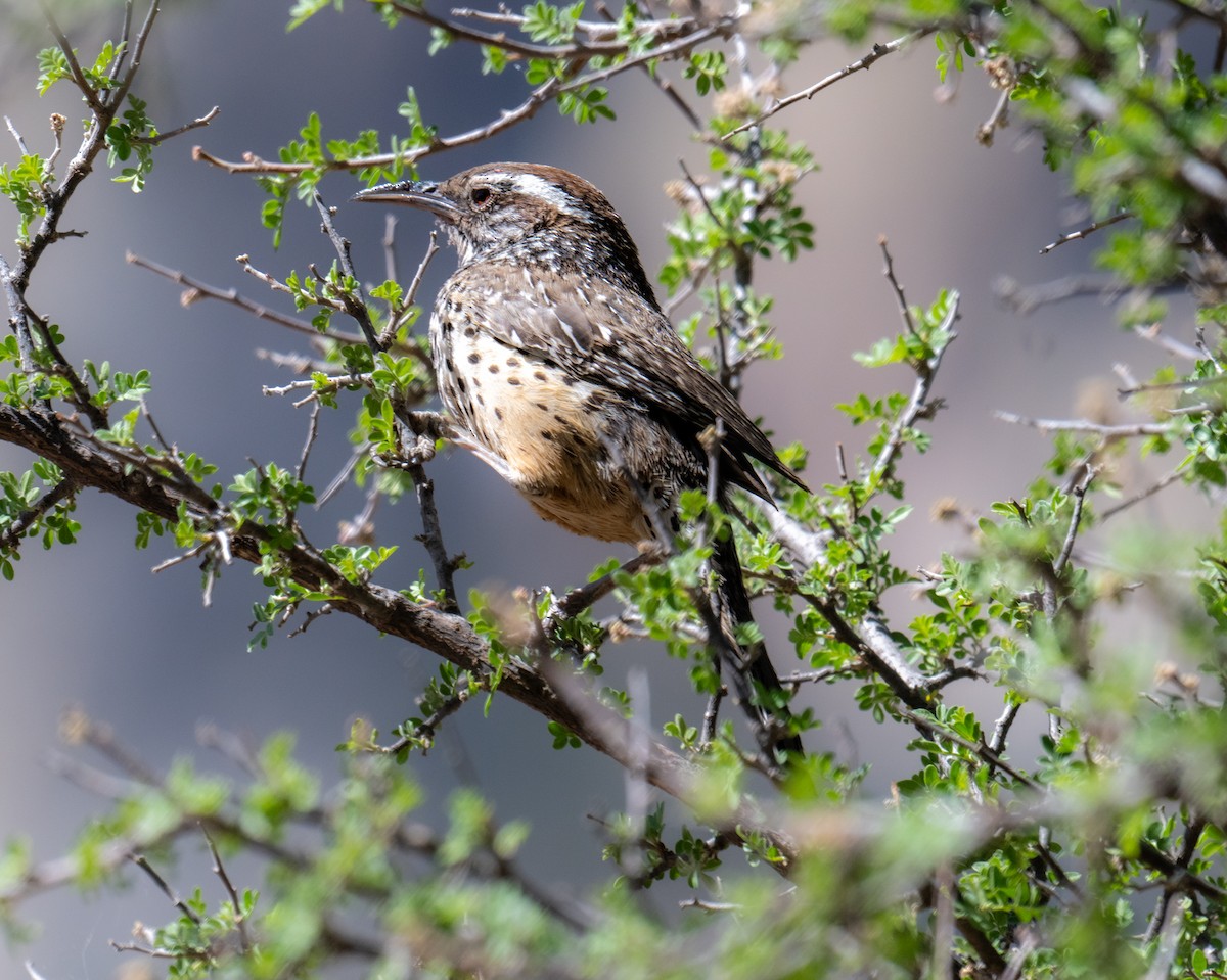 Cactus Wren - ML638242705