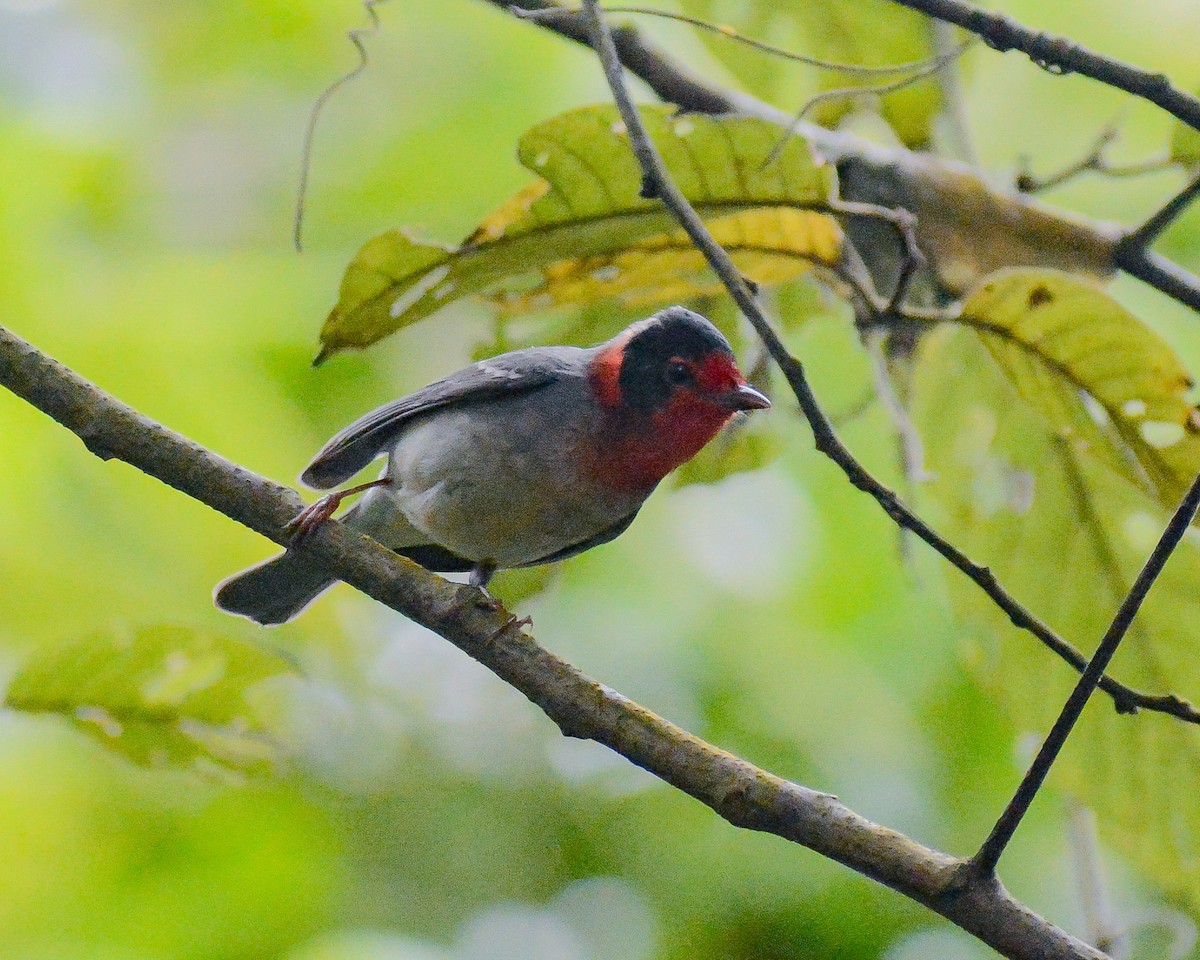 Red-faced Warbler - ML638242717
