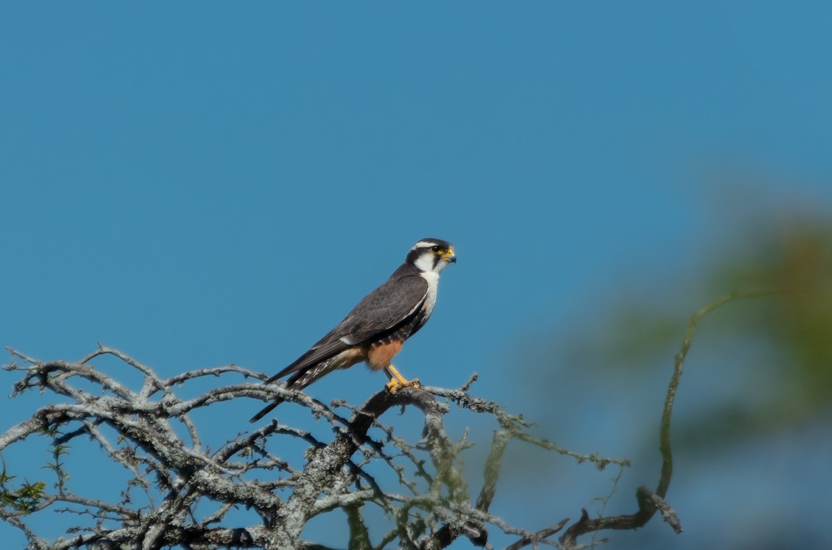 Aplomado Falcon - ML638242719
