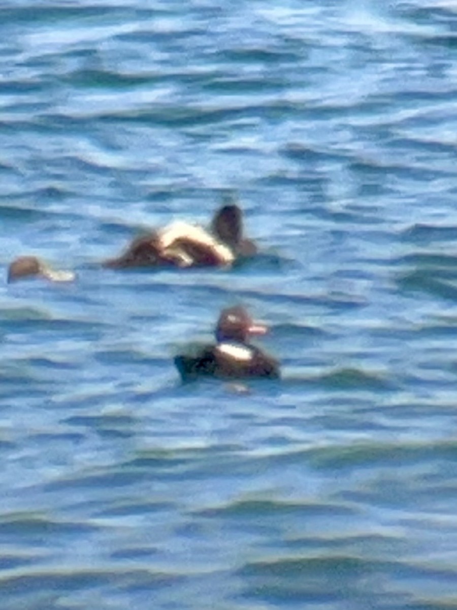 White-winged Scoter - ML638242742