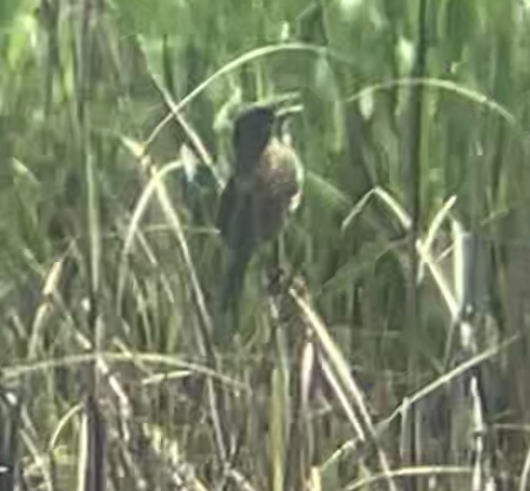 Seaside Sparrow - ML638242745
