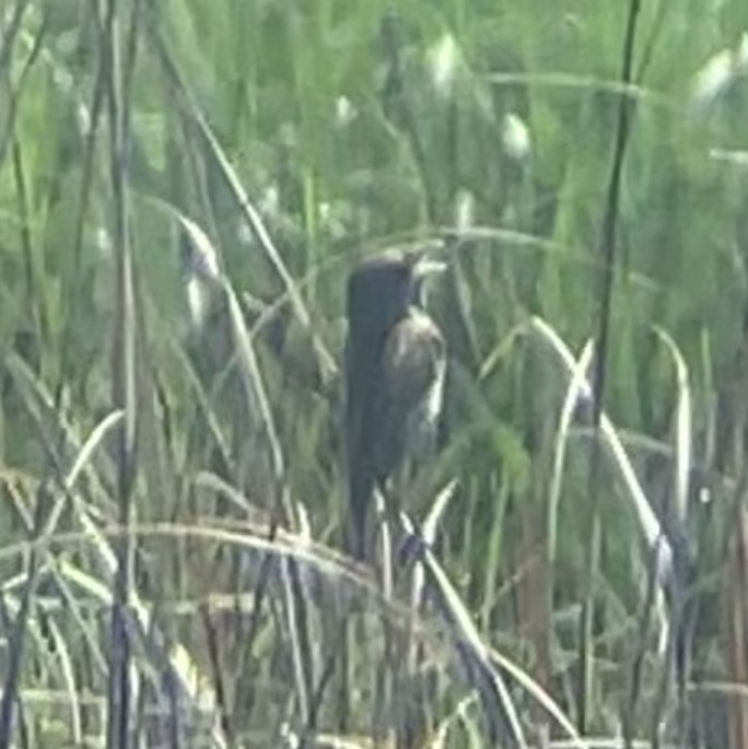 Seaside Sparrow - ML638242746