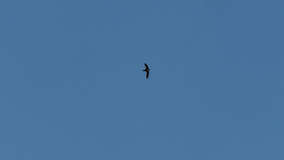Chimney Swift - ML638242765
