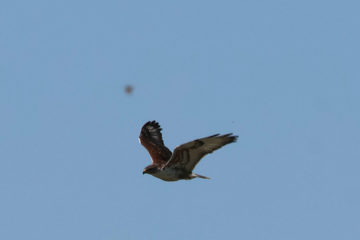 Ferruginous Hawk - ML638242786