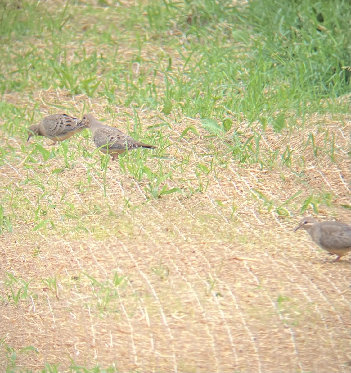 Mourning Dove - ML638242795