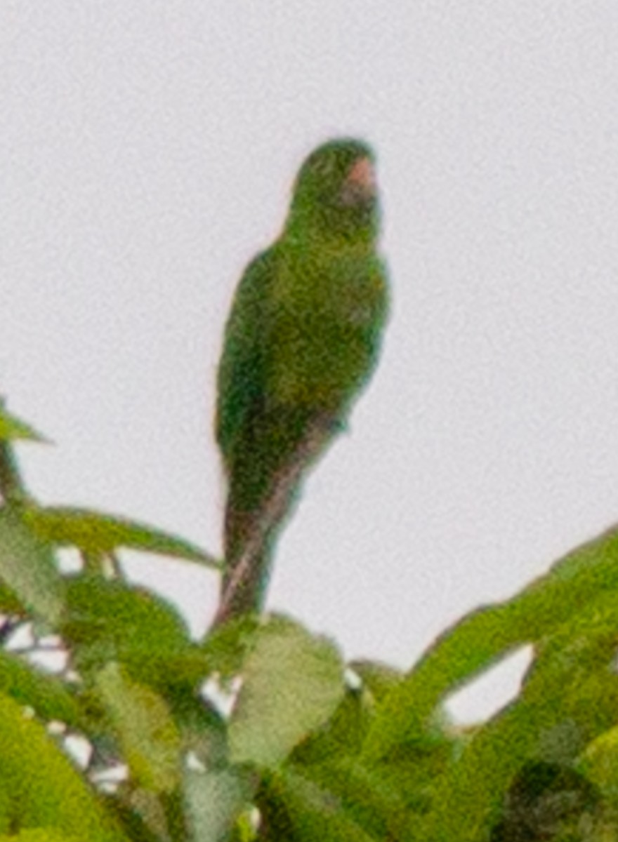 Crimson-fronted Parakeet - ML638242804