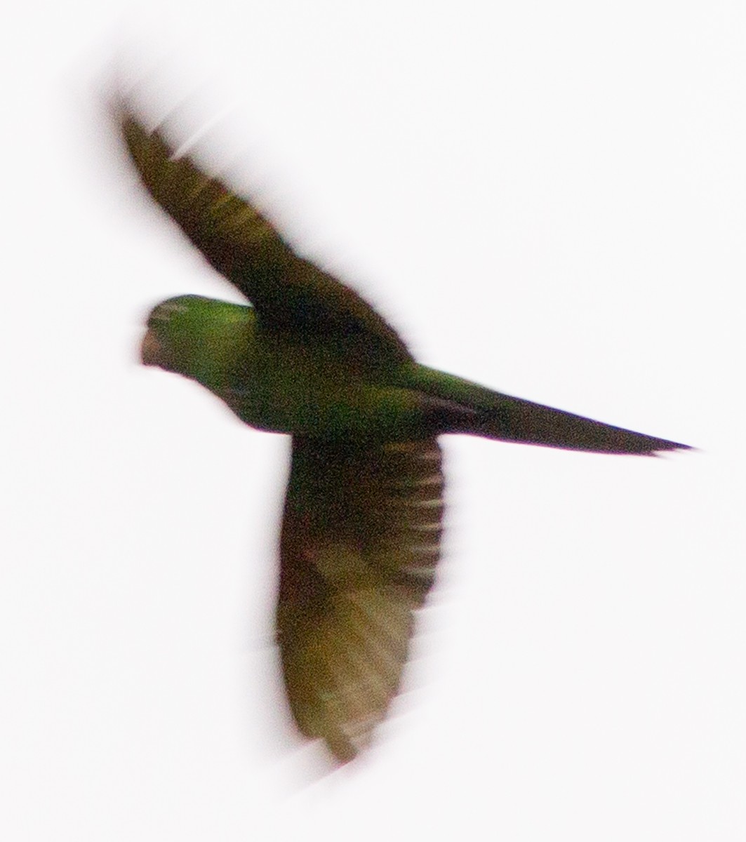 Crimson-fronted Parakeet - ML638242805