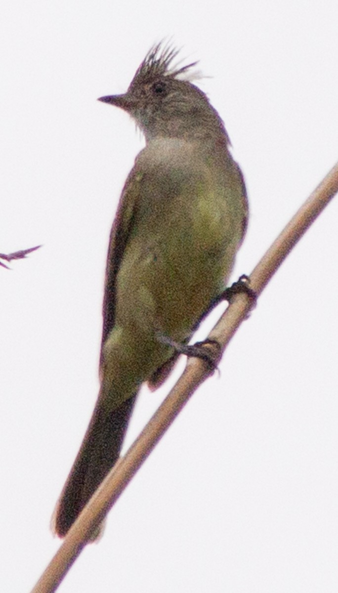 Yellow-bellied Elaenia - ML638242813