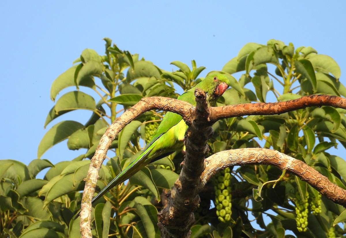 Rose-ringed Parakeet - ML638242825