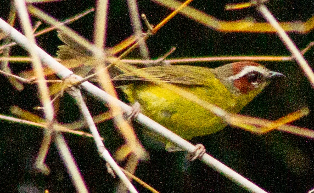 Chestnut-capped Warbler - ML638242832