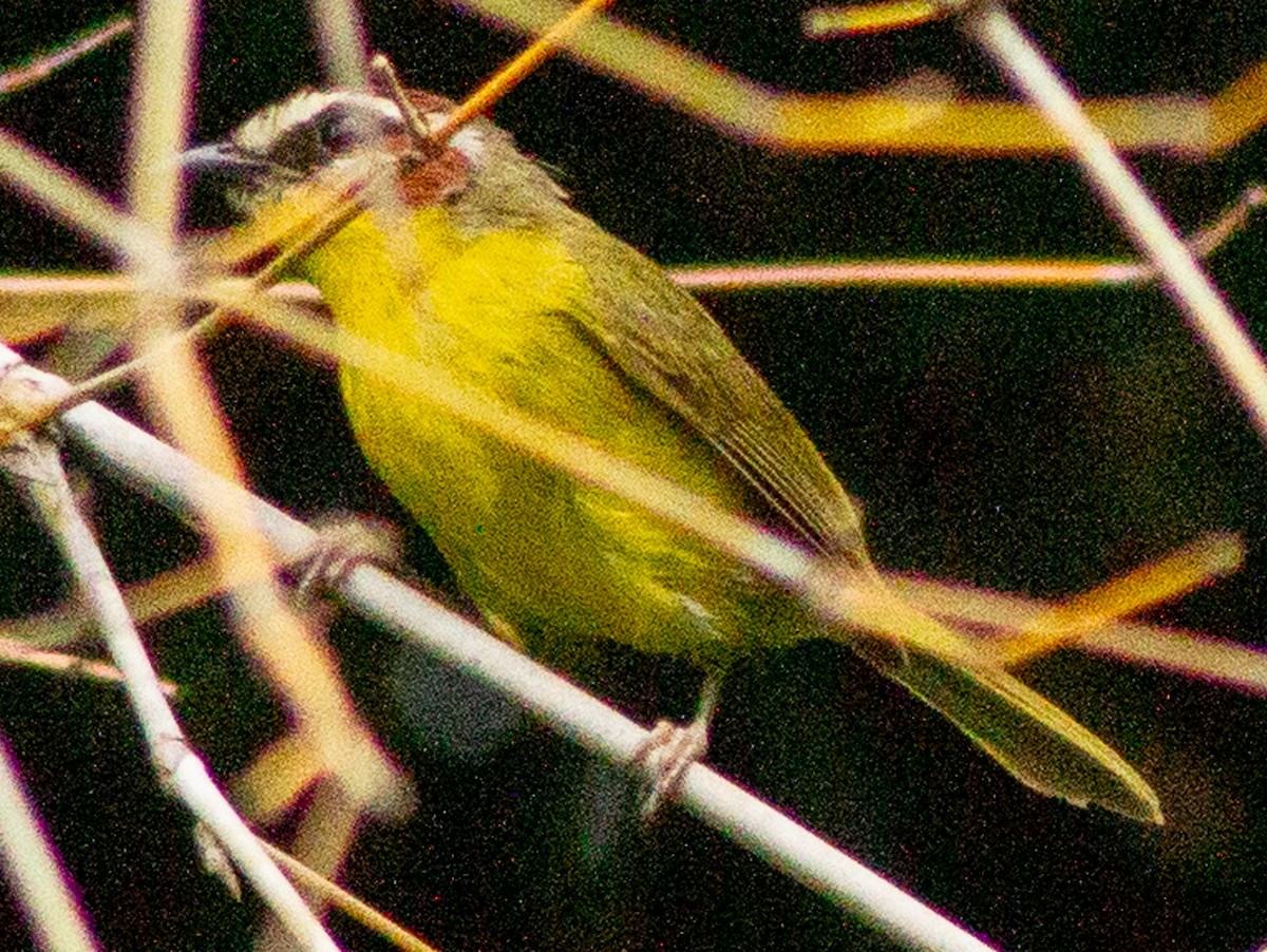 Chestnut-capped Warbler - ML638242833
