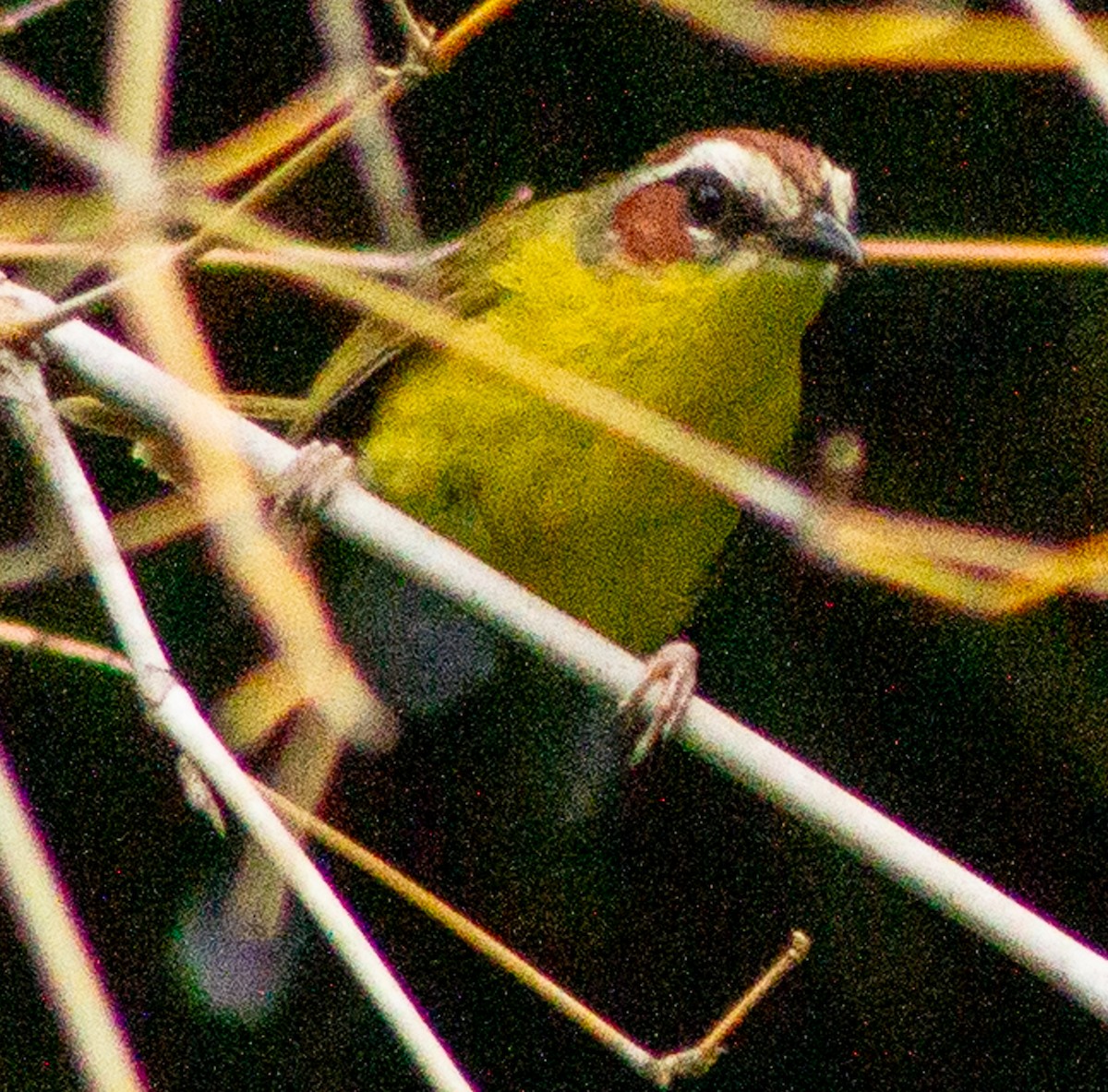 Chestnut-capped Warbler - ML638242835