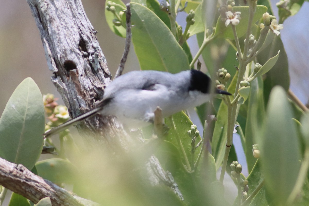 Yucatan Gnatcatcher - ML638242841