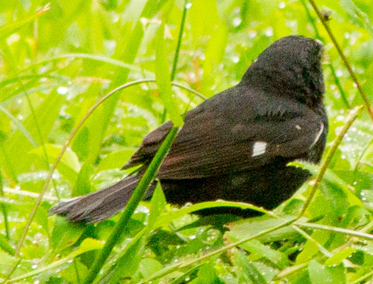 Variable Seedeater - ML638242875
