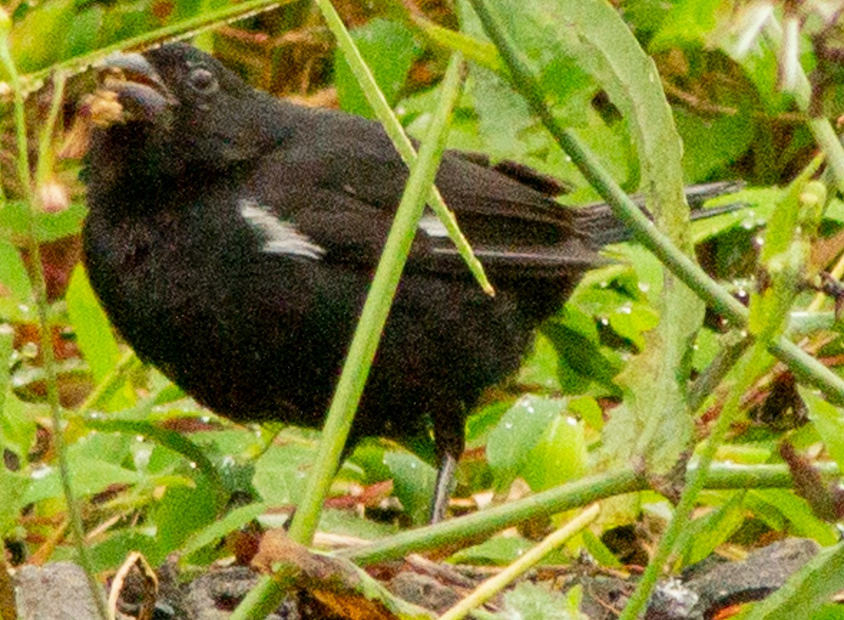 Variable Seedeater - ML638242876