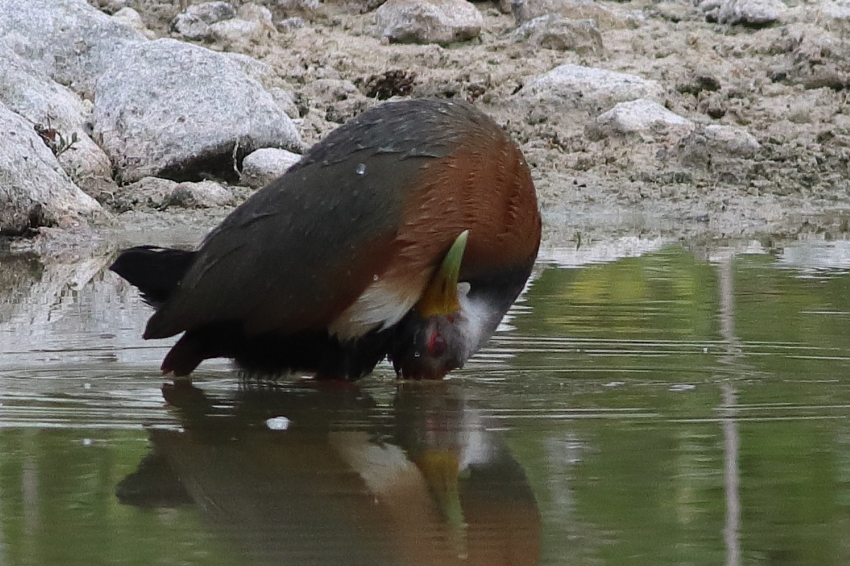 Russet-naped Wood-Rail - ML638242878