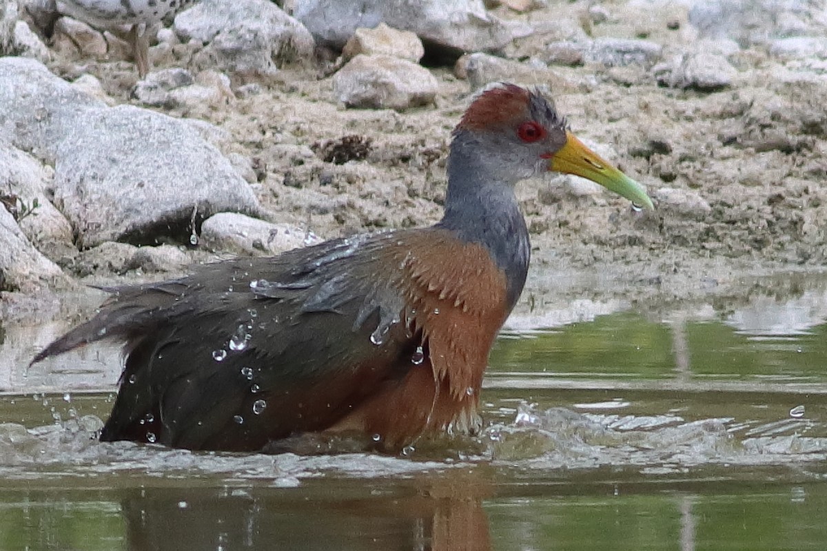 Russet-naped Wood-Rail - ML638242880