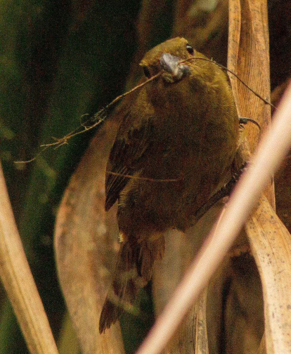 Variable Seedeater - ML638242881