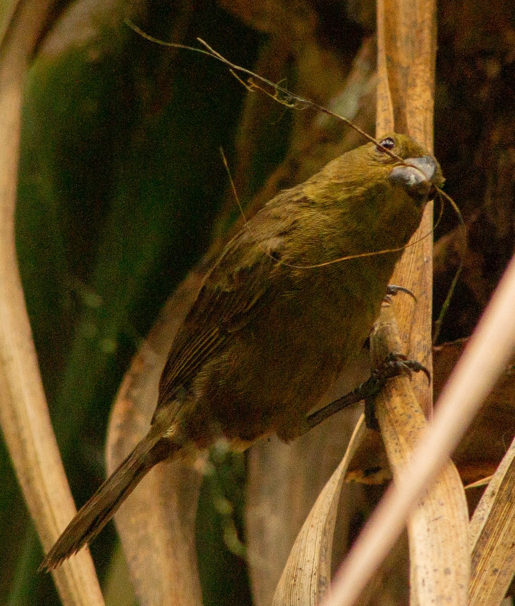 Variable Seedeater - ML638242883