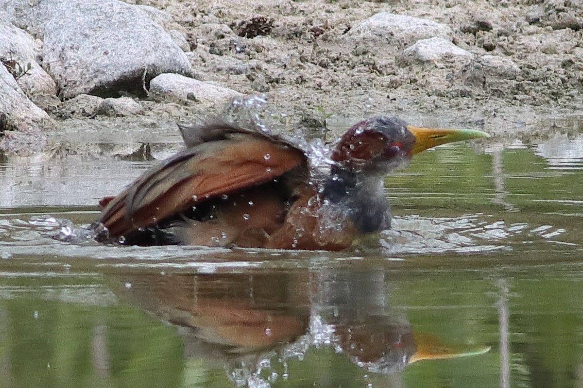 Russet-naped Wood-Rail - ML638242884