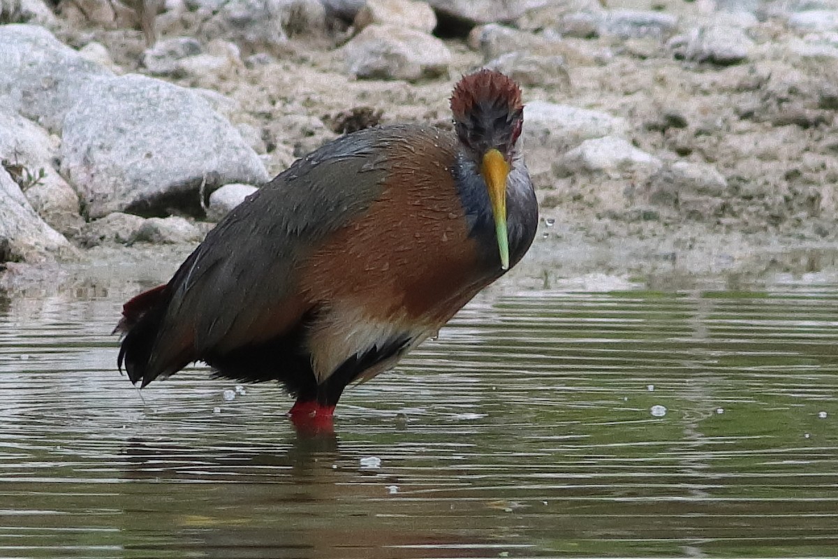 Russet-naped Wood-Rail - ML638242885