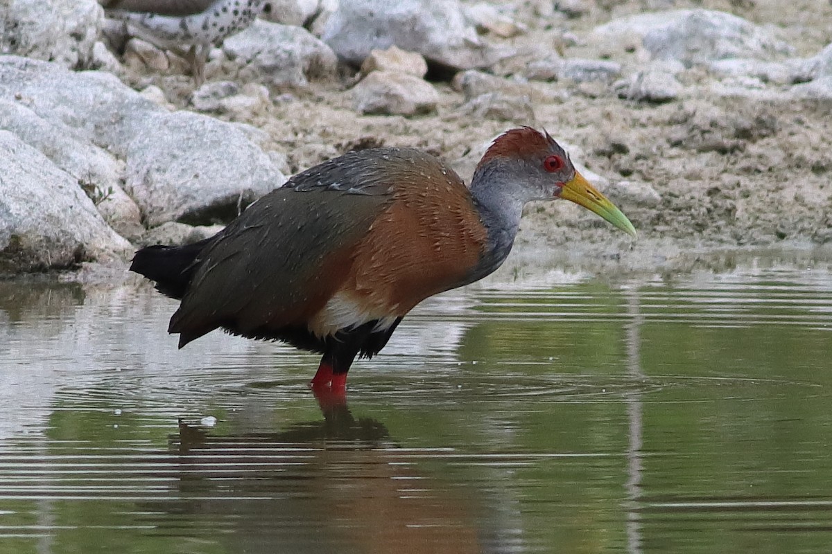 Russet-naped Wood-Rail - ML638242886