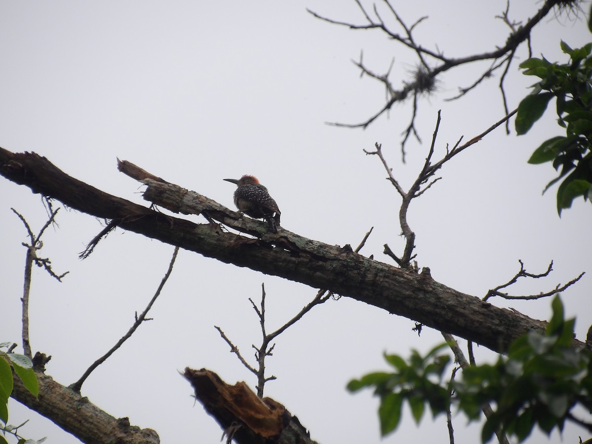 Red-crowned Woodpecker - ML638242887