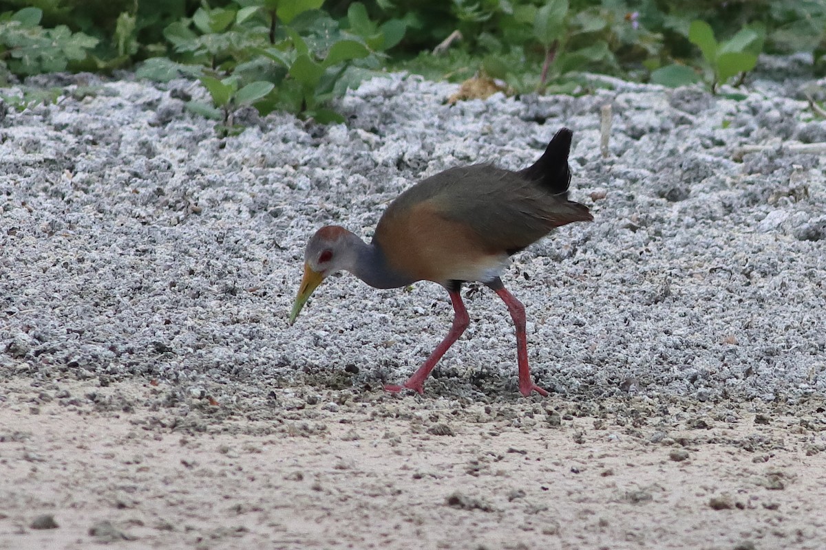 Russet-naped Wood-Rail - ML638242888