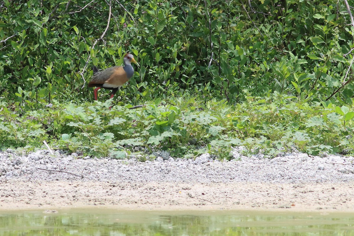 Russet-naped Wood-Rail - ML638242889