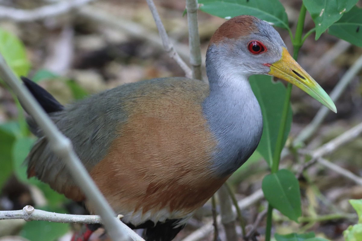 Russet-naped Wood-Rail - ML638242890