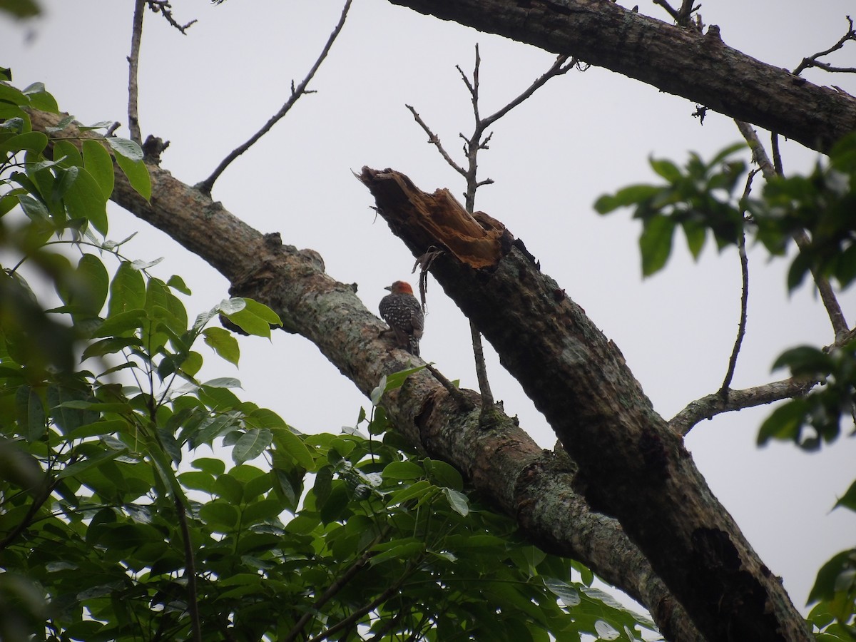 Red-crowned Woodpecker - ML638242891