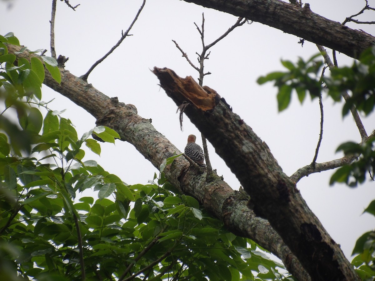 Red-crowned Woodpecker - ML638242892