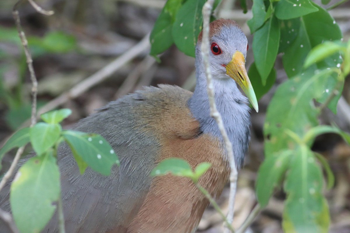 Russet-naped Wood-Rail - ML638242893