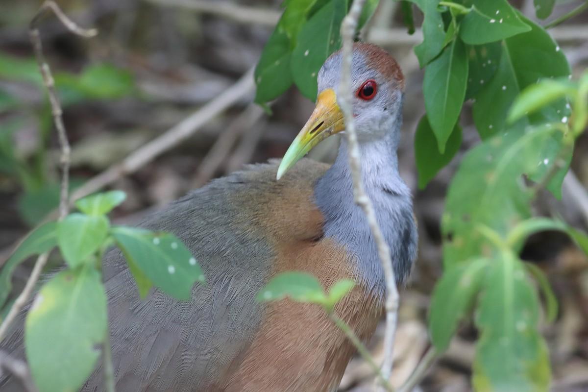 Russet-naped Wood-Rail - ML638242894