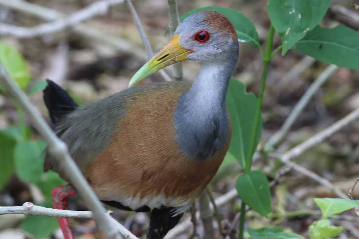 Russet-naped Wood-Rail - ML638242895