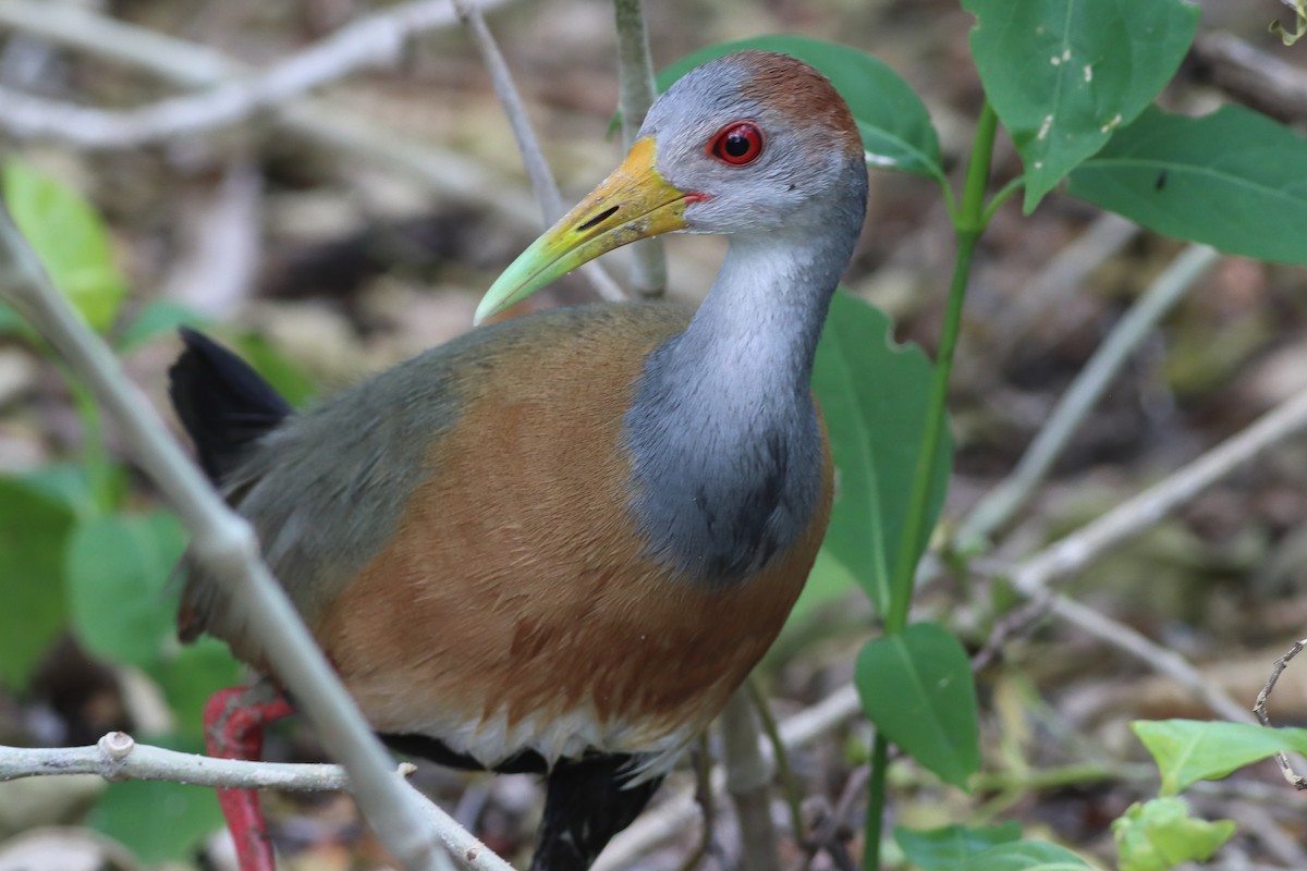 Russet-naped Wood-Rail - ML638242896
