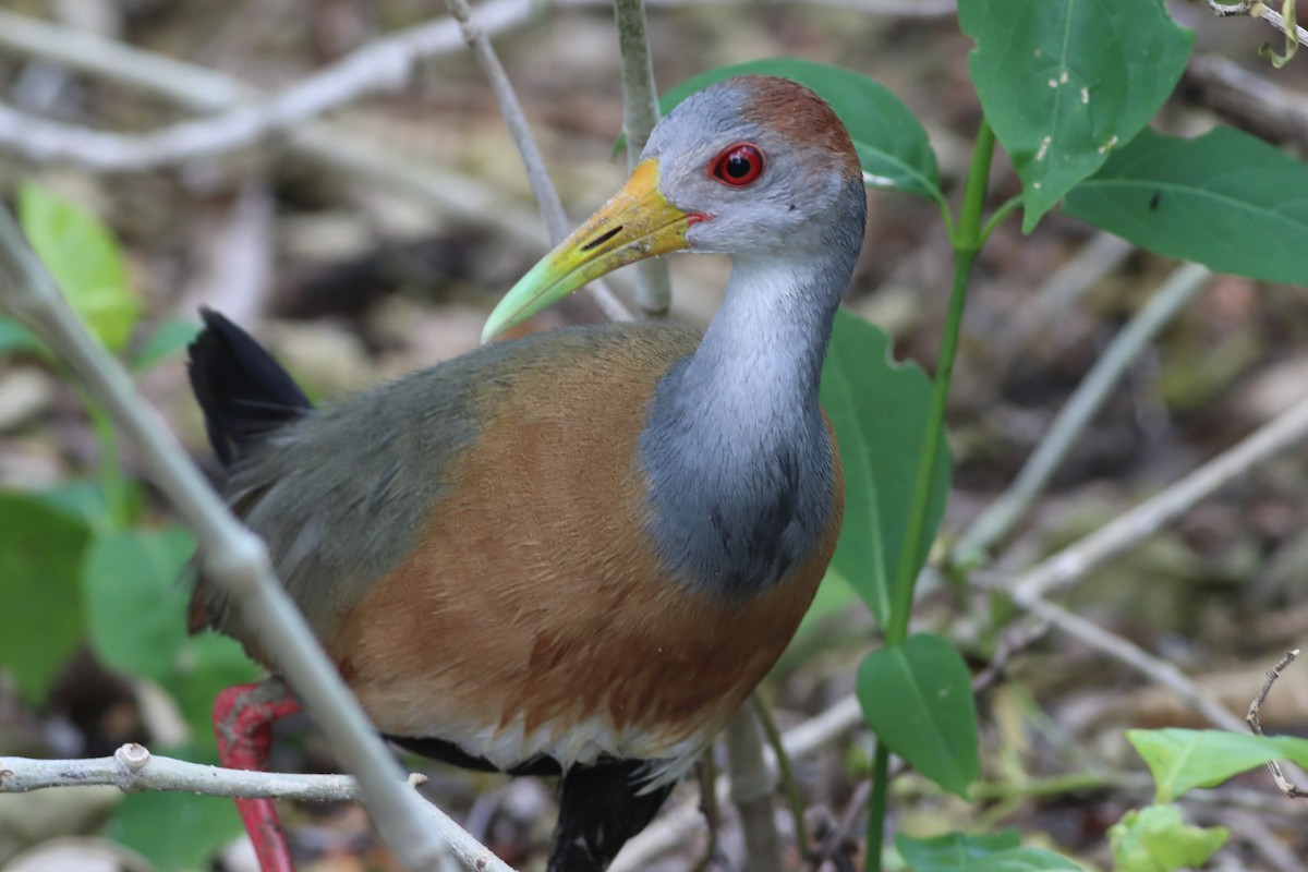 Russet-naped Wood-Rail - ML638242897
