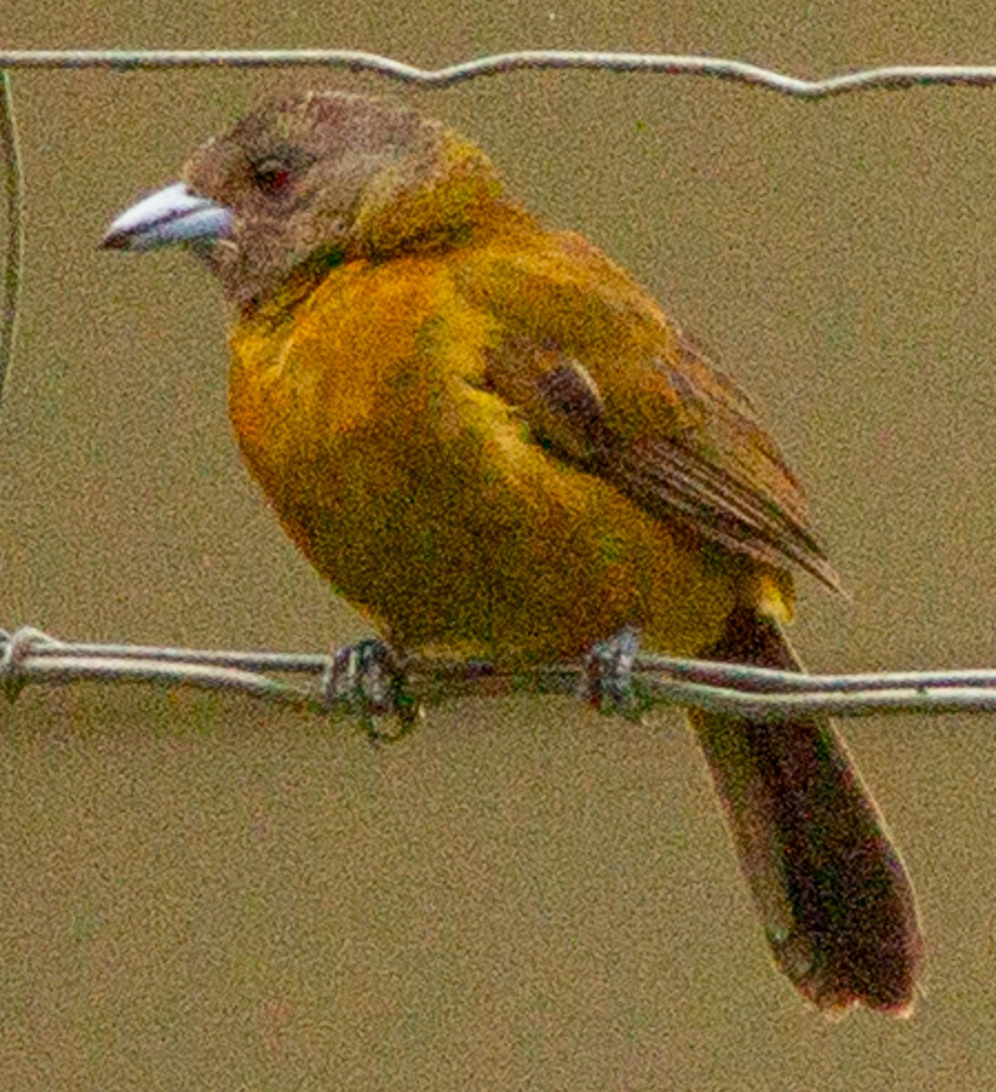 Scarlet-rumped Tanager (Passerini's) - ML638242899