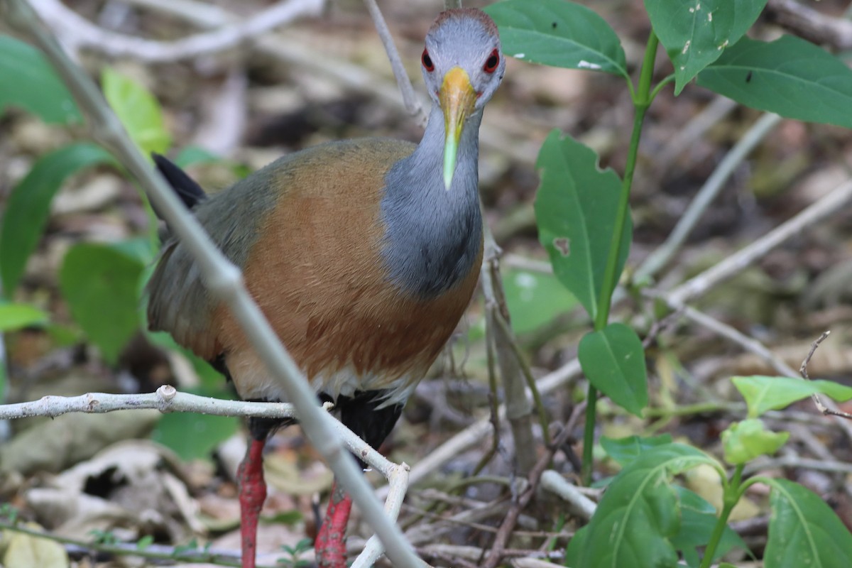 Russet-naped Wood-Rail - ML638242903